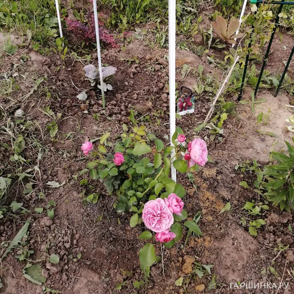 превью изображения отзыва