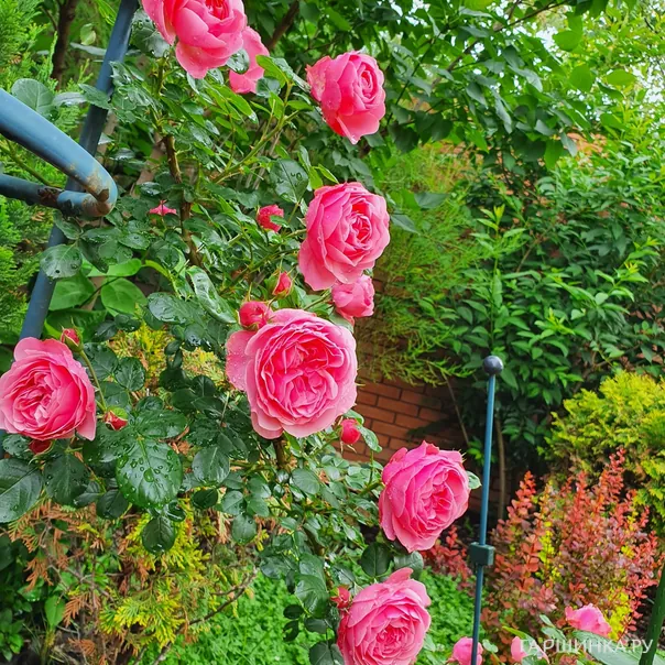 превью изображения отзыва