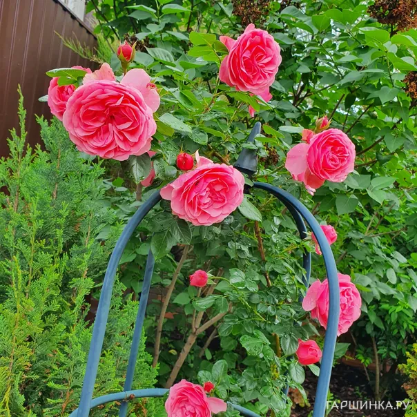 превью изображения отзыва