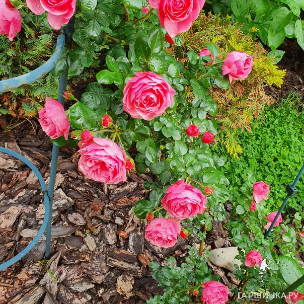 превью изображения отзыва