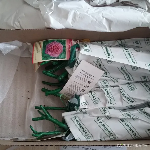 превью изображения отзыва