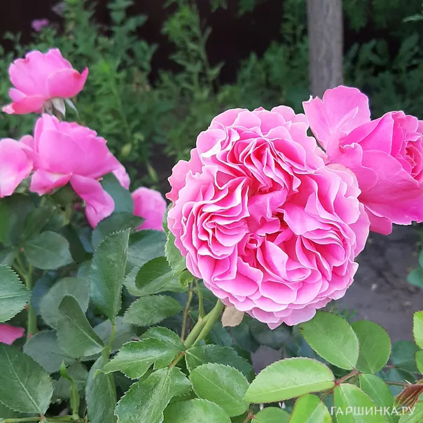 превью изображения отзыва