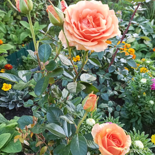 превью изображения отзыва