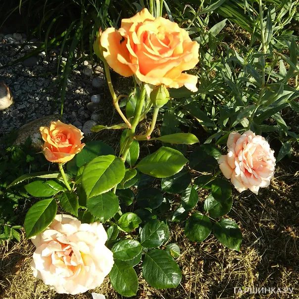 превью изображения отзыва