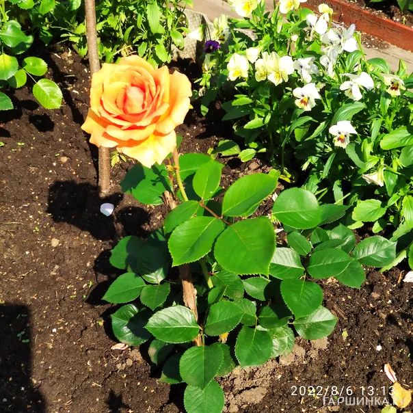 превью изображения отзыва