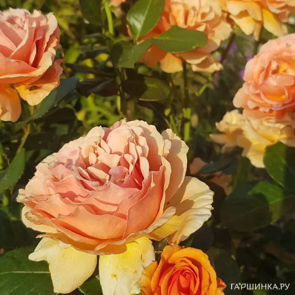 превью изображения отзыва