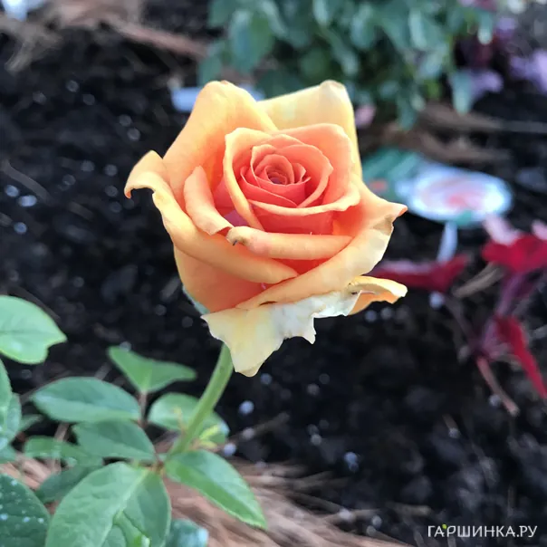 превью изображения отзыва