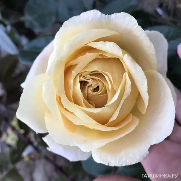 превью изображения отзыва