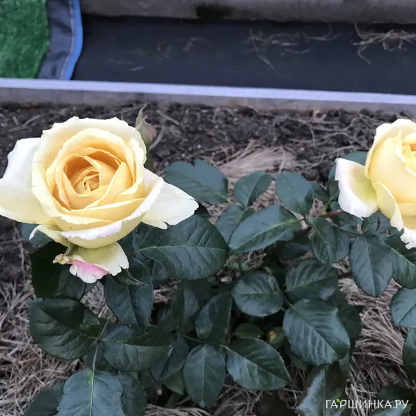 превью изображения отзыва