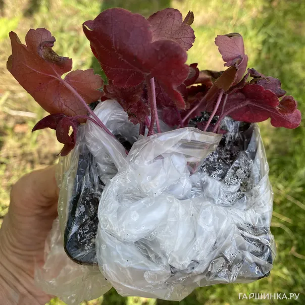 превью изображения отзыва