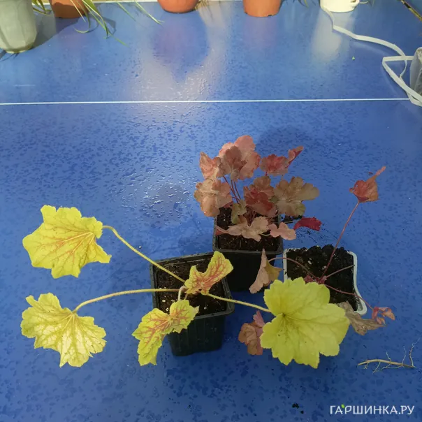 превью изображения отзыва