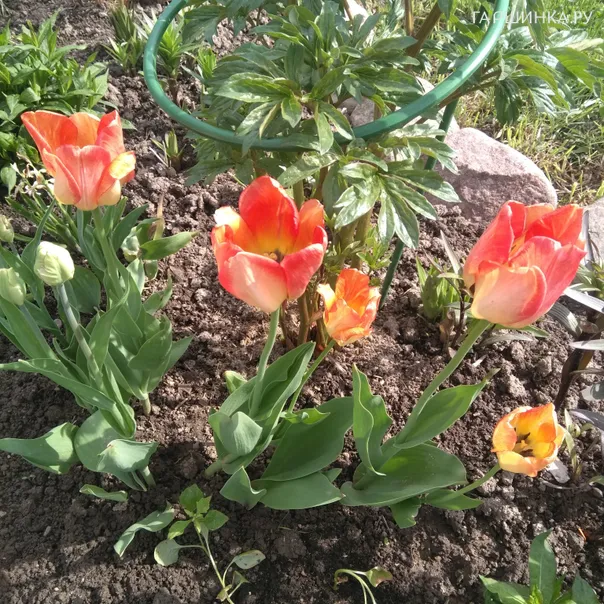 превью изображения отзыва