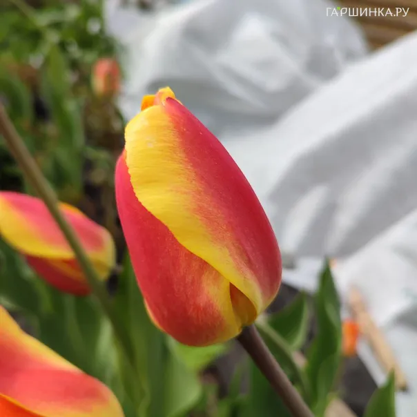 превью изображения отзыва