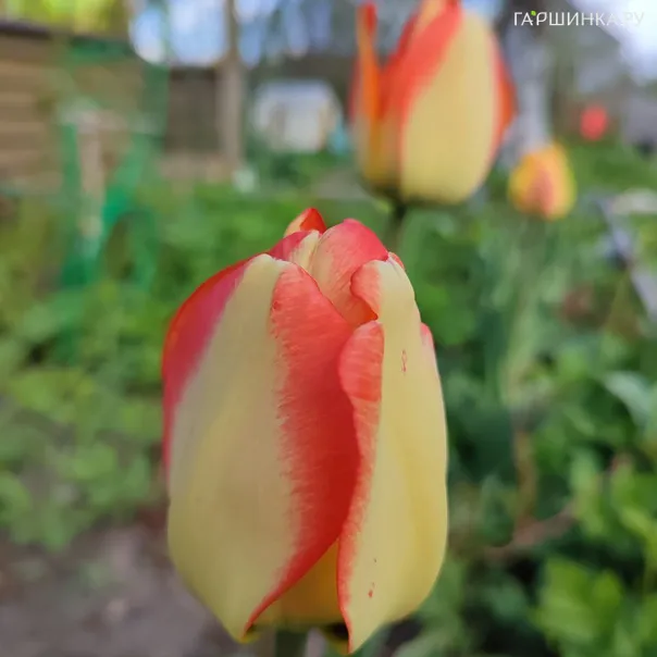 превью изображения отзыва