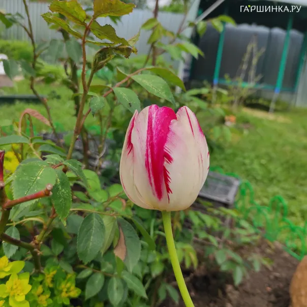 превью изображения отзыва