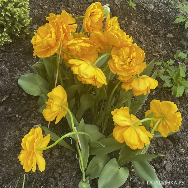 превью изображения отзыва