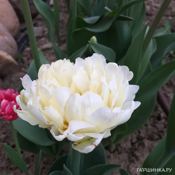 превью изображения отзыва