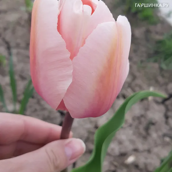 превью изображения отзыва