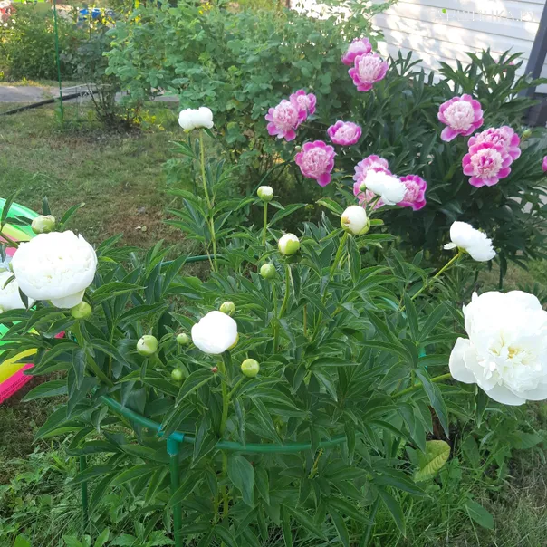 превью изображения отзыва