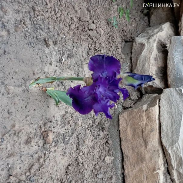 превью изображения отзыва