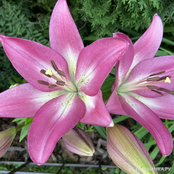 превью изображения отзыва