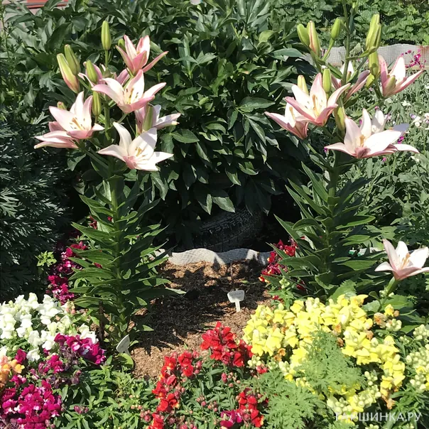 превью изображения отзыва