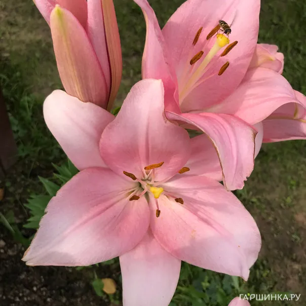 превью изображения отзыва