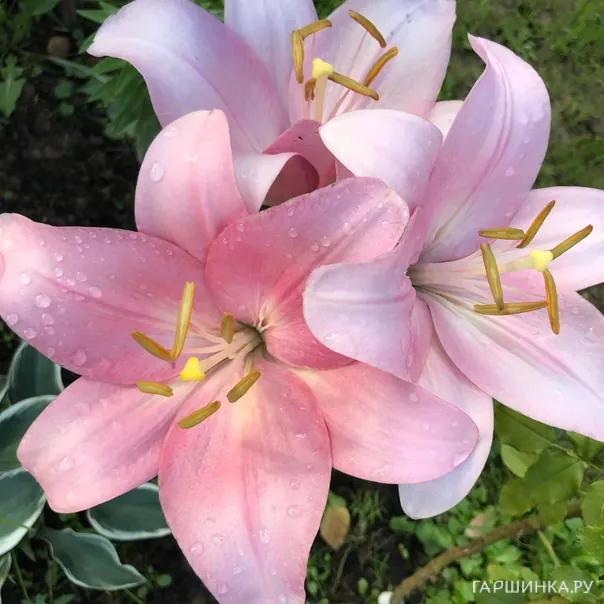 превью изображения отзыва