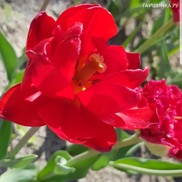 превью изображения отзыва