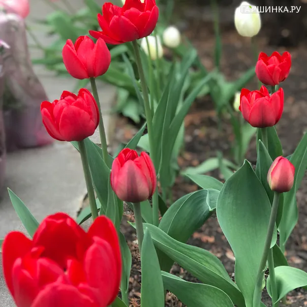 превью изображения отзыва