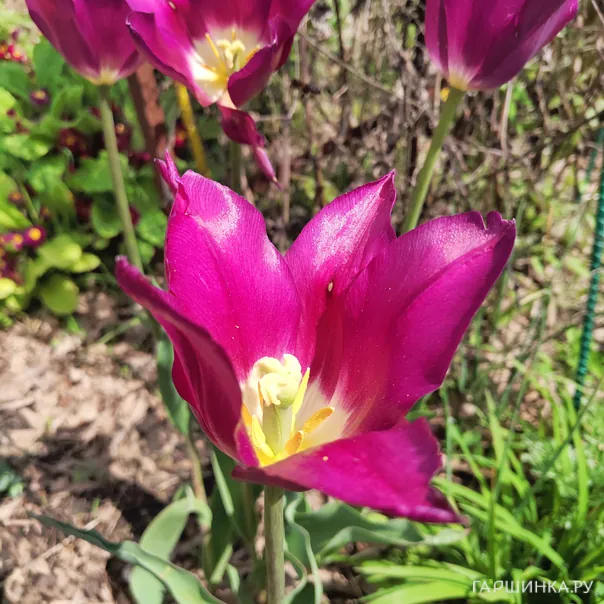 превью изображения отзыва