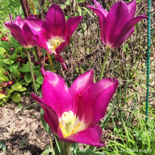 превью изображения отзыва