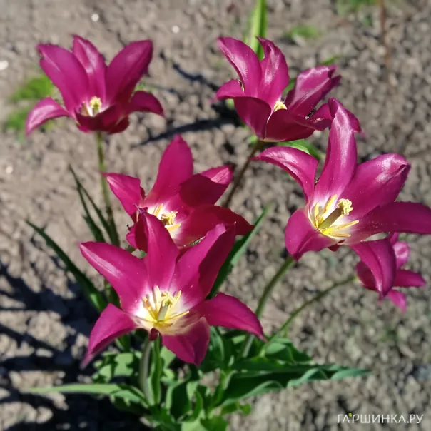 превью изображения отзыва