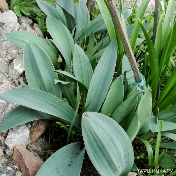 превью изображения отзыва