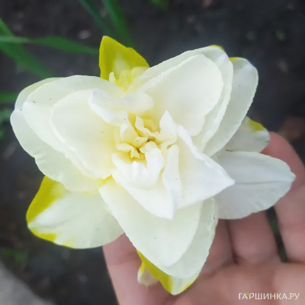 превью изображения отзыва