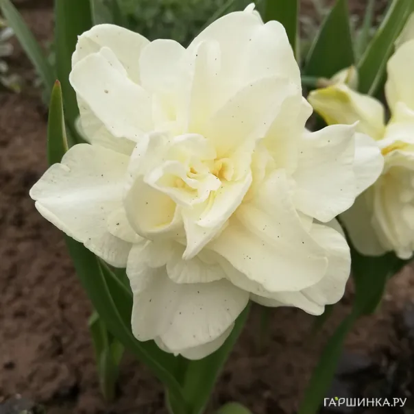 превью изображения отзыва