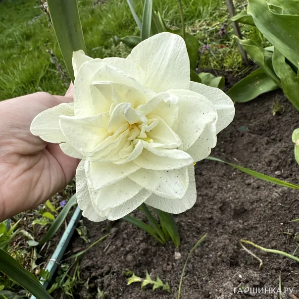 превью изображения отзыва