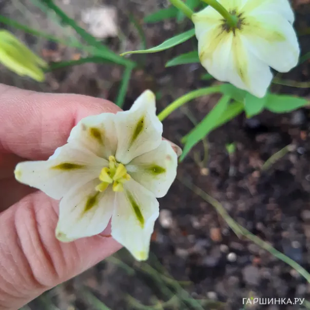 превью изображения отзыва