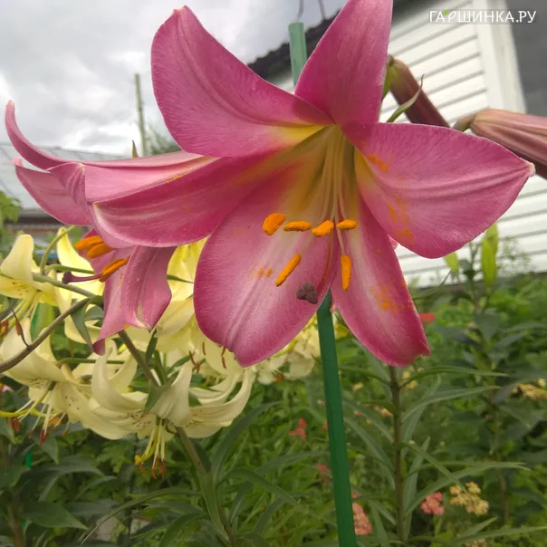 превью изображения отзыва