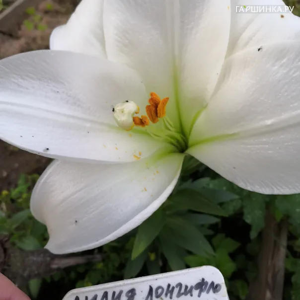 превью изображения отзыва