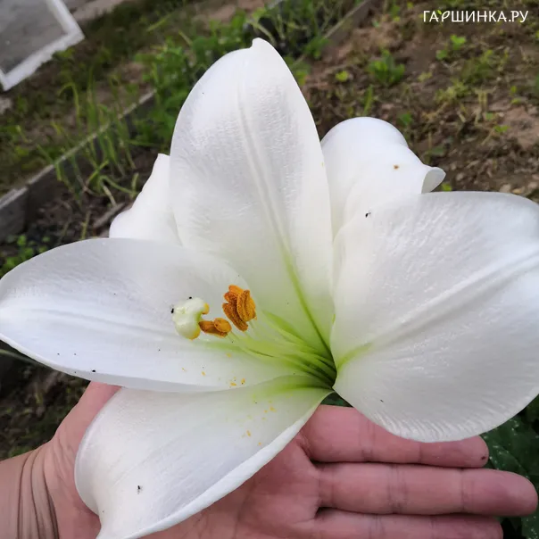 превью изображения отзыва