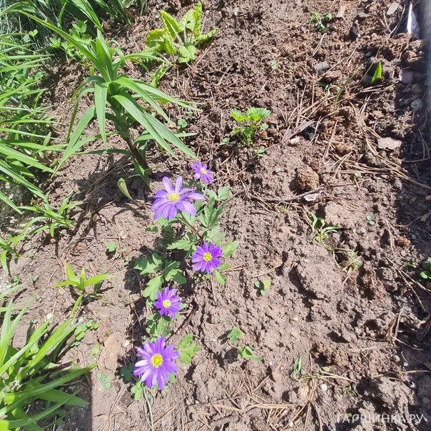 превью изображения отзыва