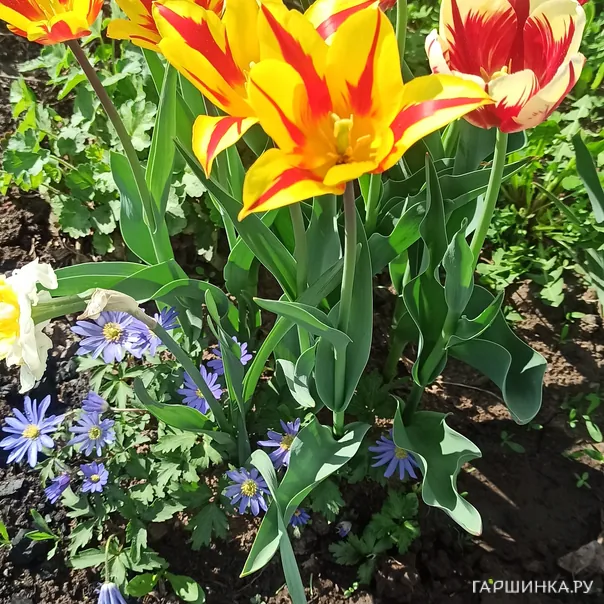 превью изображения отзыва