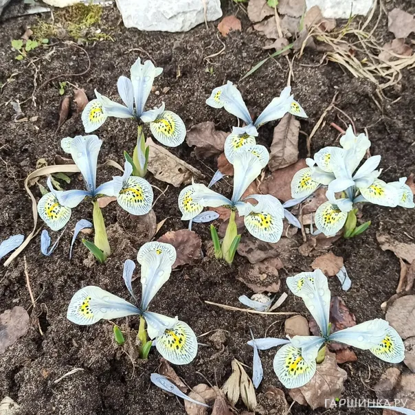 превью изображения отзыва