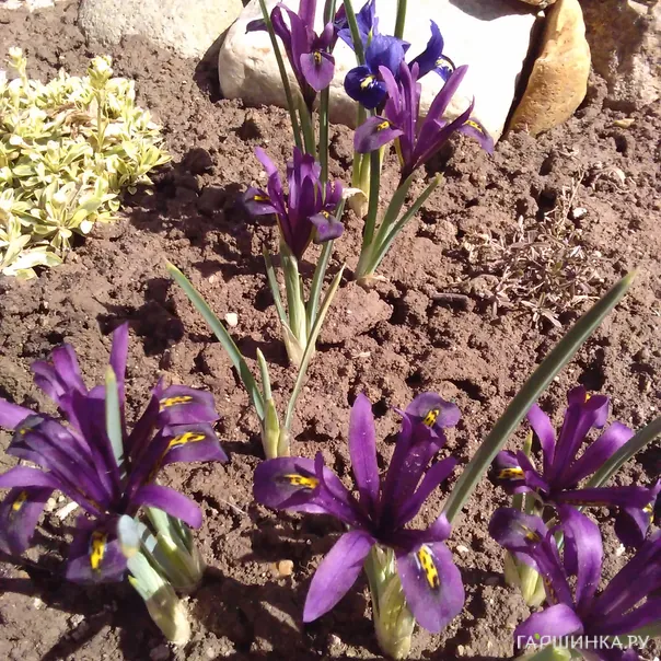 превью изображения отзыва