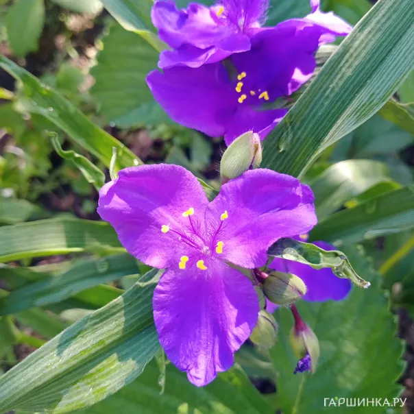 превью изображения отзыва