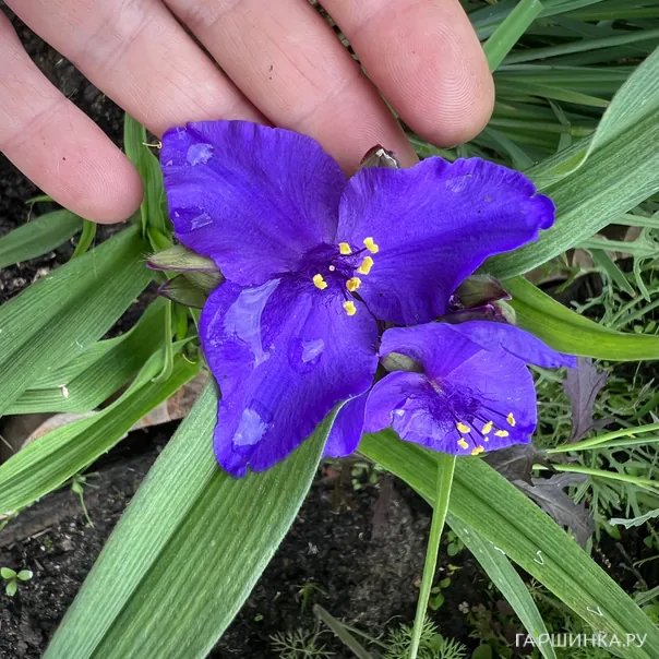 превью изображения отзыва