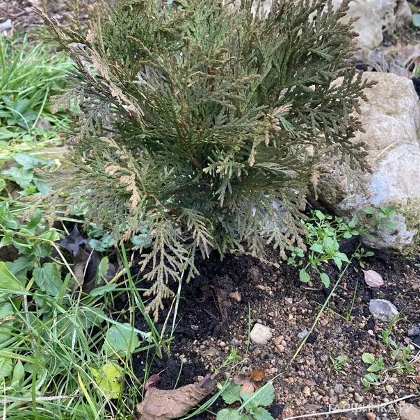 превью изображения отзыва