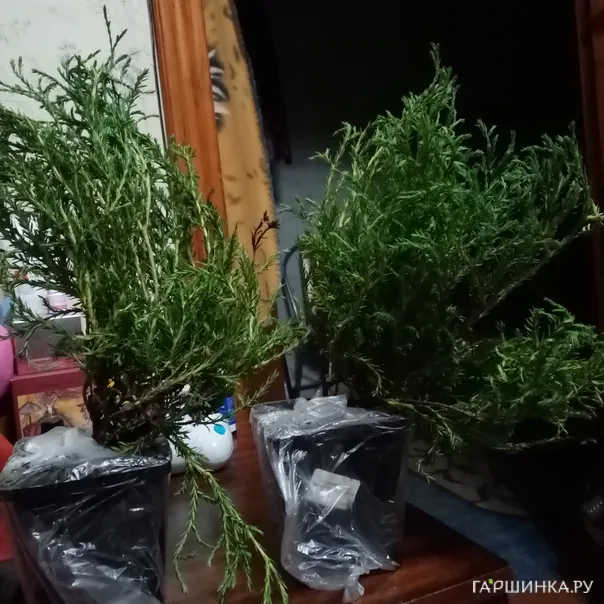 превью изображения отзыва