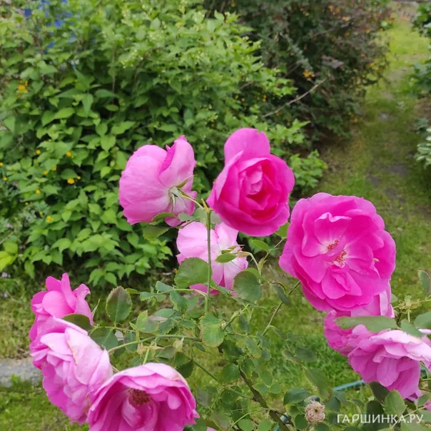 превью изображения отзыва